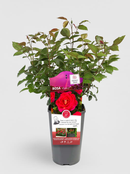 Rosal Maleica®