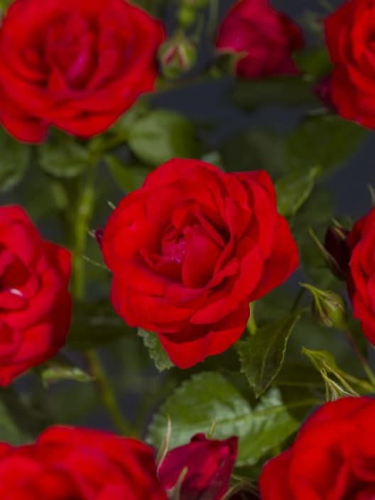 Rosal Bright Meilove®