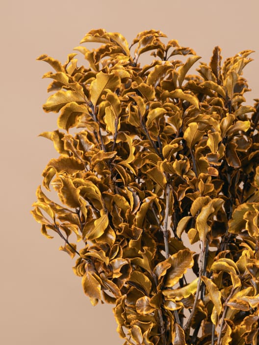 Ramillete Preservado de Pittosporum amarillo