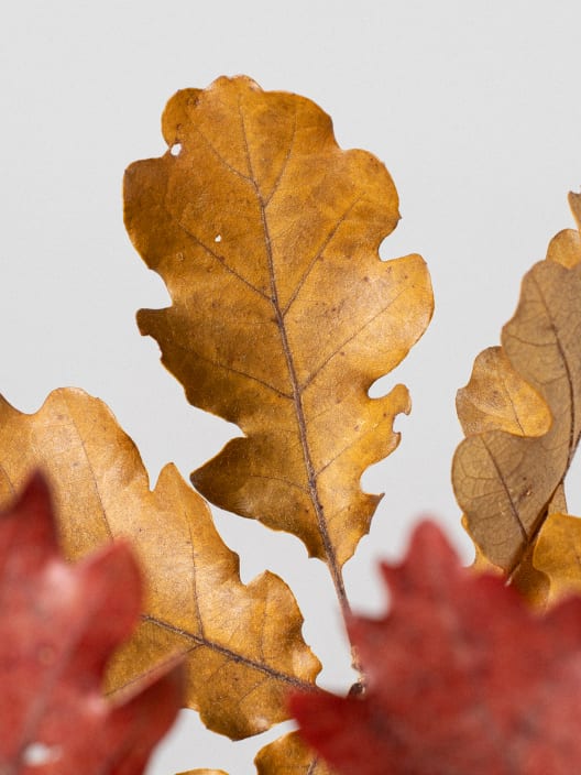 Ramillete Preservado de Quercus otoñal