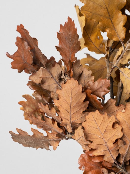 Ramillete Preservado de Quercus otoñal