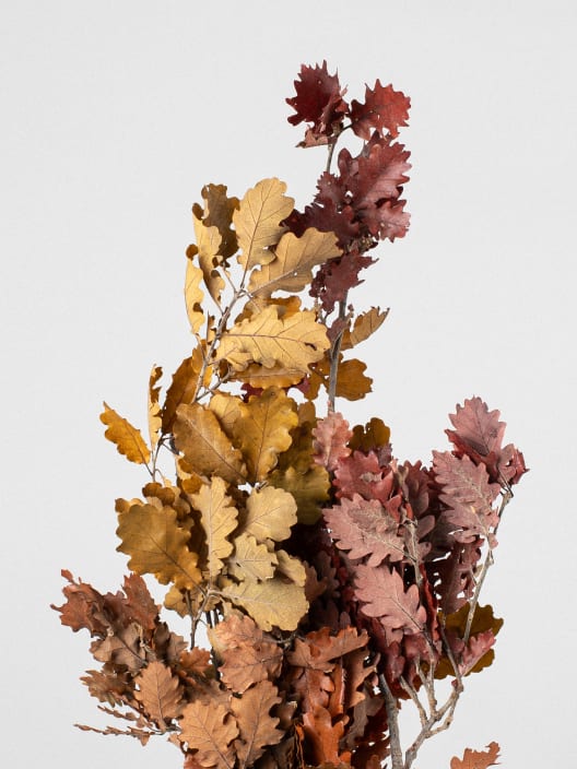 Ramillete Preservado de Quercus otoñal