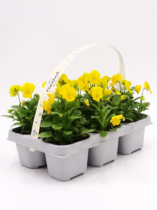 Viola cornuta  'Twix Yellow' - Pensamiento mini