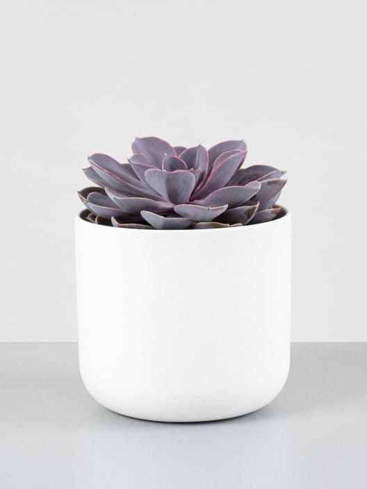 Echeveria 'Purple Pearl'