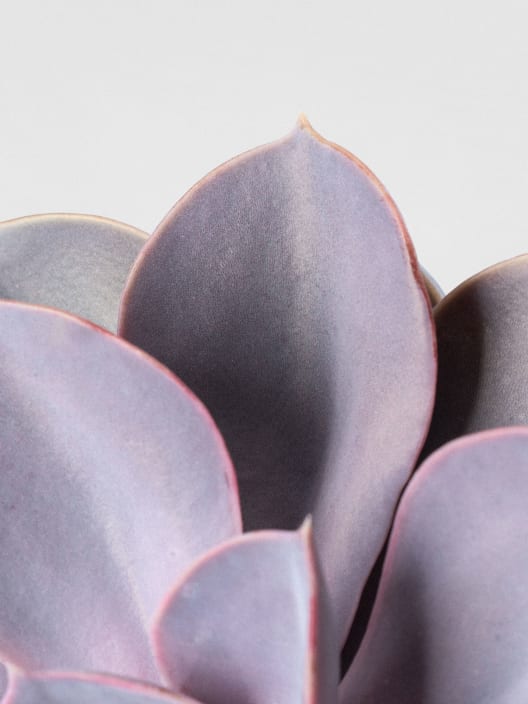 Echeveria 'Purple Pearl'