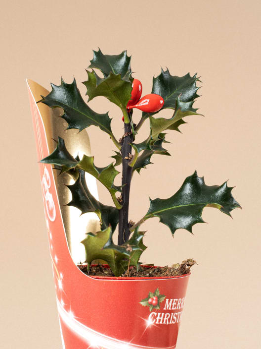 Acebo ilex mini