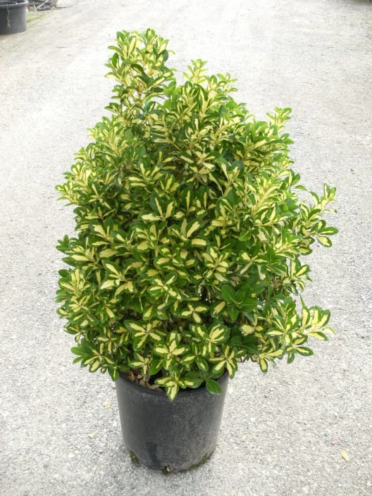 Evónimo Luna - Euonymus japonicus 'Mediopicta'