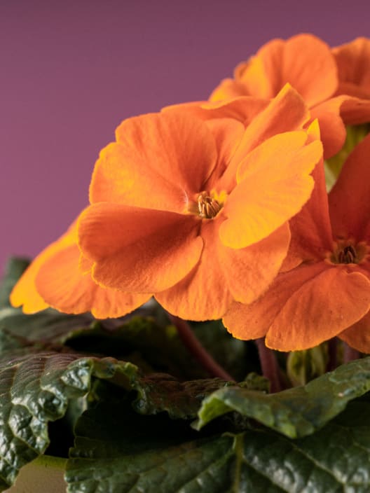Primula acualis "Cairo" naranja
