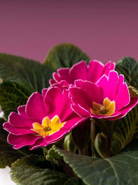 Primula acualis "Cairo" rosa