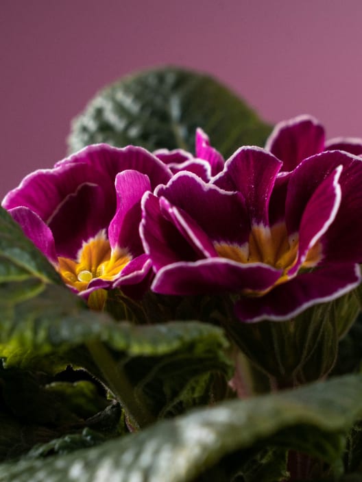 Primula acualis "Cairo" violeta