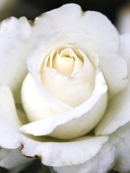 Rosal White Neige