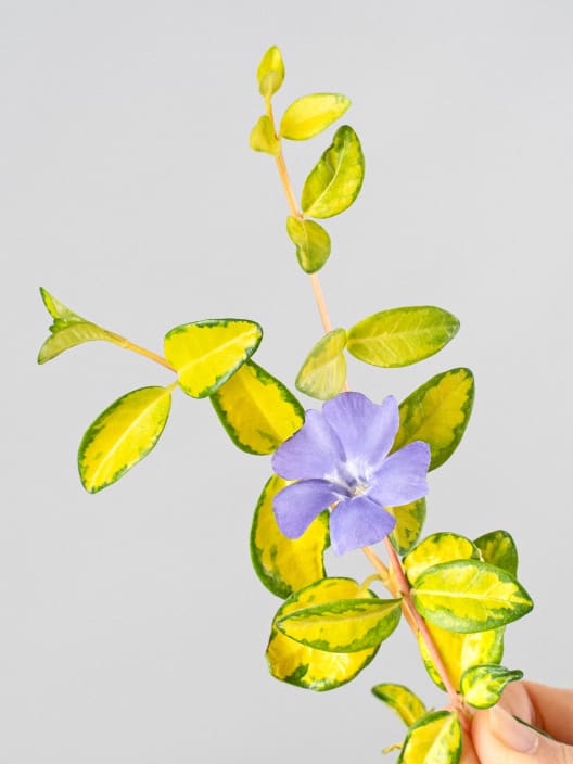 Vinca minor