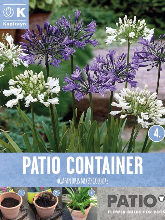 Bulbos de Agapanthus africanus "Out of Africa"