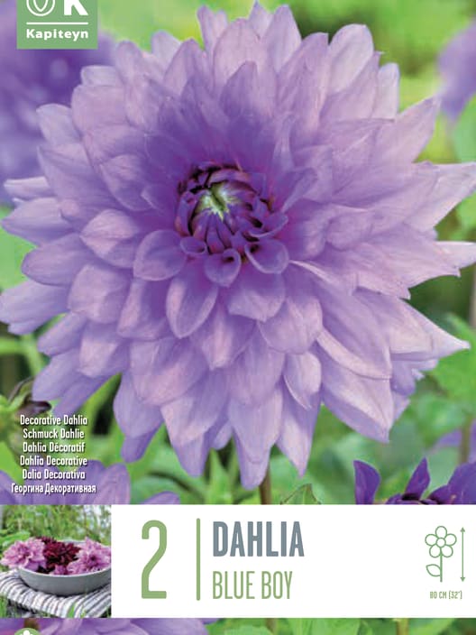 Bulbos de Dahlia 'Blue Boy'