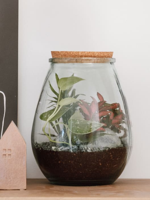 Terrario plantas Darasa Huriccane Lurik