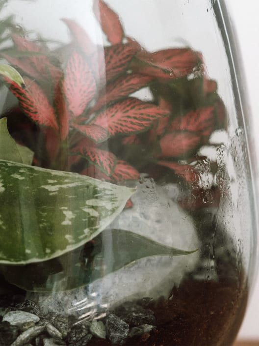 Terrario plantas Darasa Huriccane Lurik