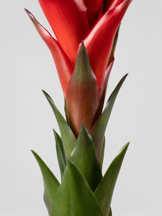 × Guzvriesea 'Patricia'