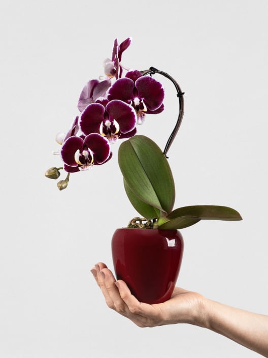 Orquídea Phalaenopsis 'Swan' rojo
