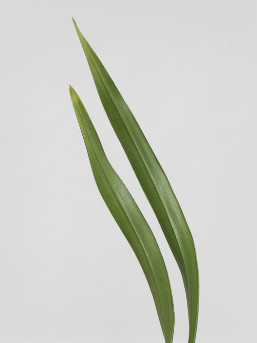 Orquídea Cymbidium