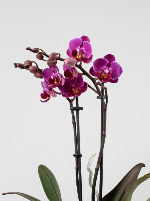 Orquídea Kolibri 'Vienna'