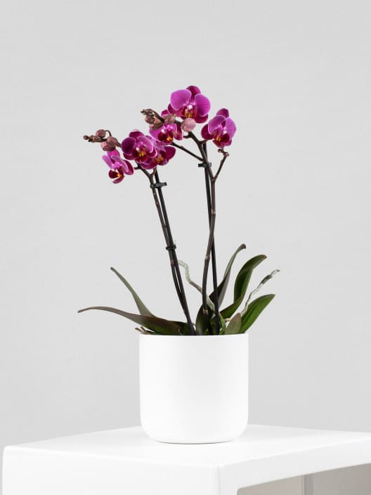 Orquídea Kolibri 'Vienna'