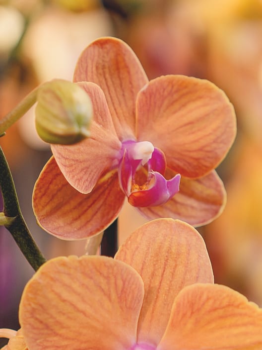 Orquídea Phalaenopsis 'Bologna'