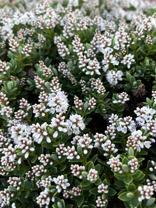 Hebe 'Baby Marie'