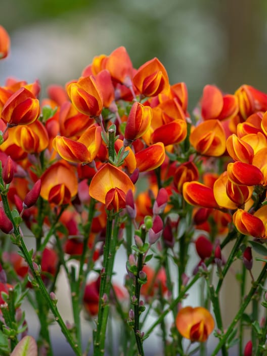 Cytisus scoparius 'Lena'