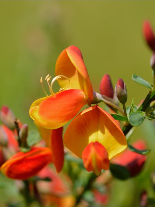 Cytisus scoparius 'Lena'