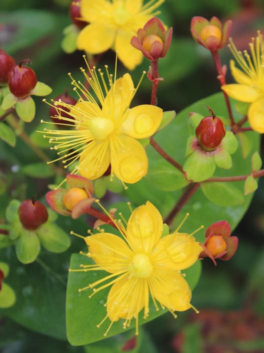 Hypericum × inodorum 'Red Berry'
