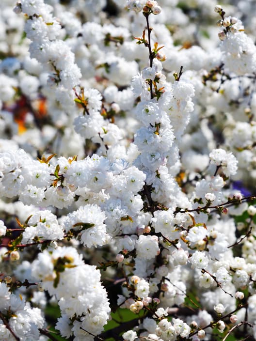 Prunus glandulosa 'Alba Plena'