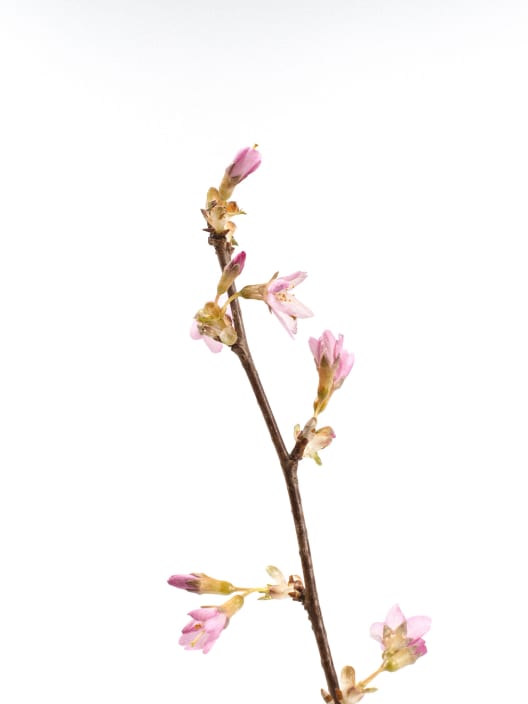Prunus × incam 'Okamé'