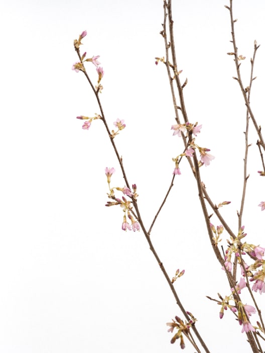 Prunus × incam 'Okamé'