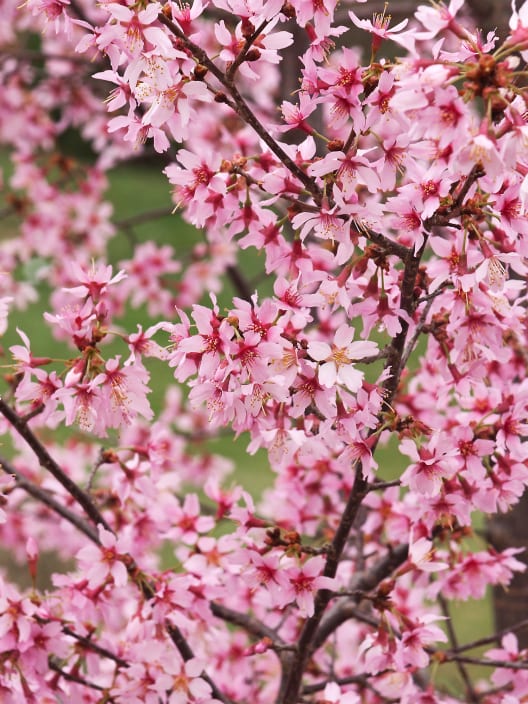 Prunus × incam 'Okamé'