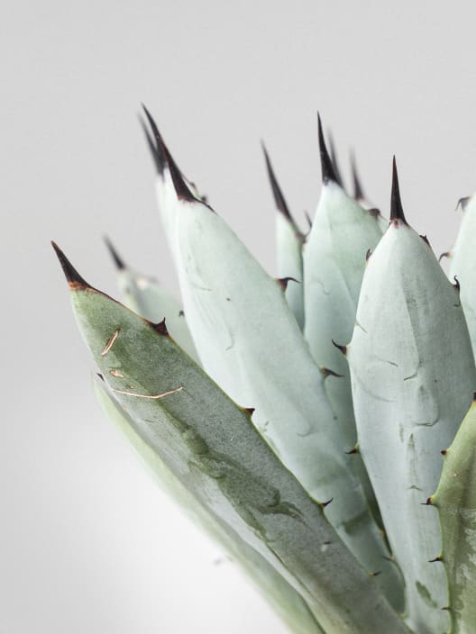 Agave 'Little Penguins'