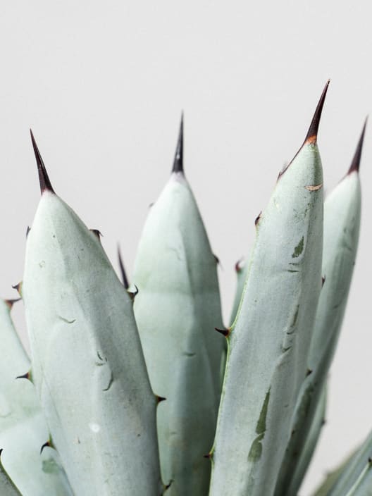 Agave 'Little Penguins'
