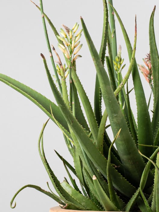 Aloe 'Safari Sunrise'