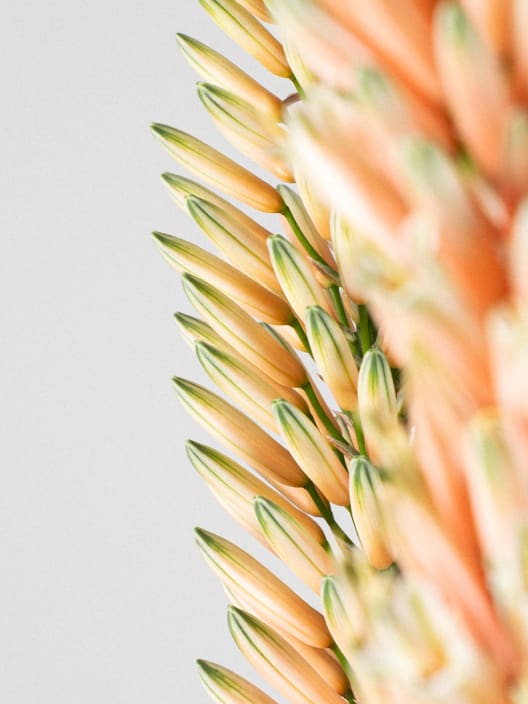 Aloe 'Safari Sunrise'