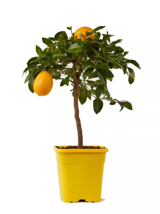 Limonero Meyer (Citrus × meyeri)