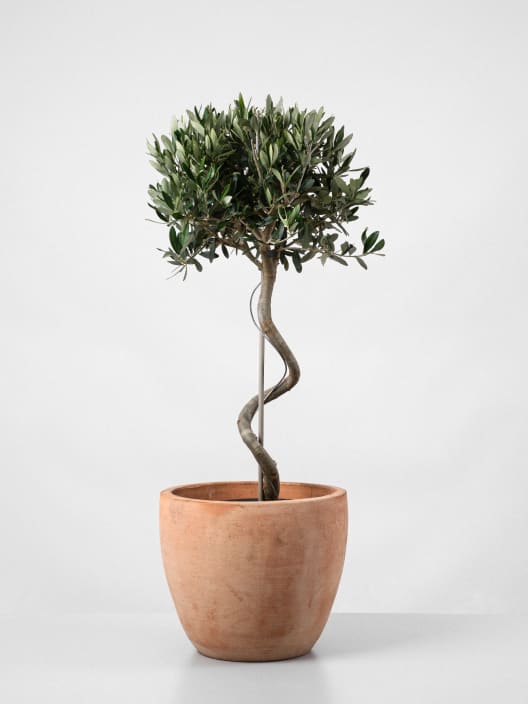 Olivo 'Cipressino' en Espiral (Olea europaea)