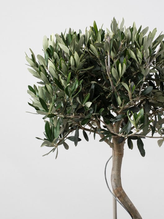 Olivo 'Cipressino' en Espiral (Olea europaea)