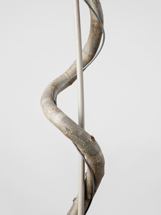 Olivo 'Cipressino' en Espiral (Olea europaea)