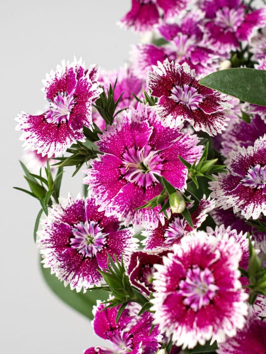Dianthus chinensis - Clavel chino