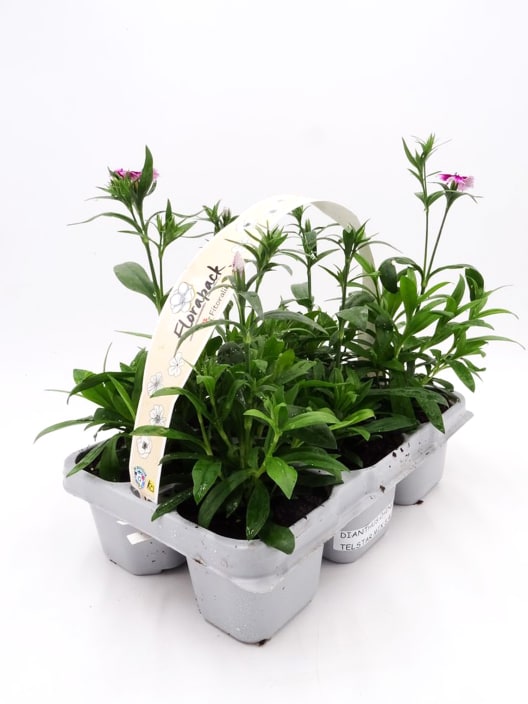 Dianthus chinensis - Clavel chino