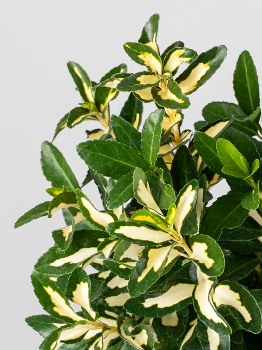 Evónimo Luna - Euonymus japonicus 'Mediopicta'