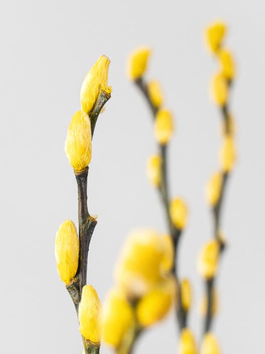 Ramillete Preservado de Salix Snow Flake amarillo