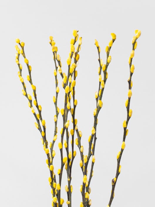 Ramillete Preservado de Salix Snow Flake amarillo