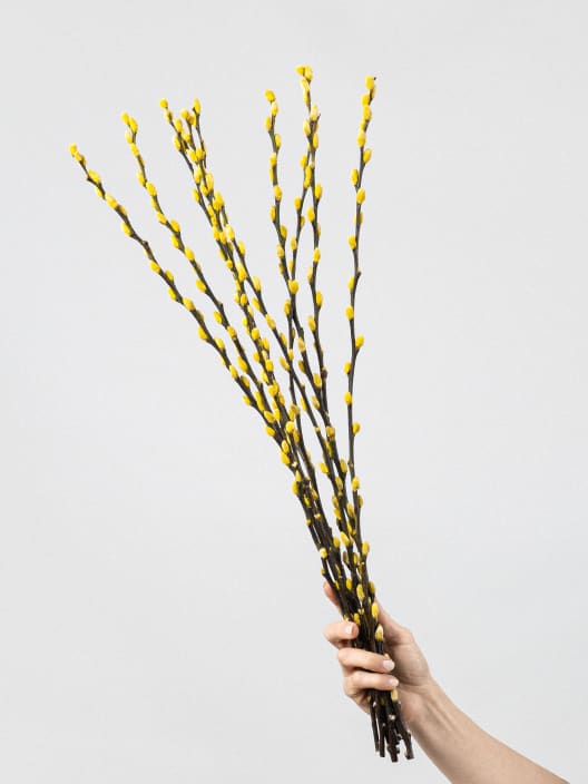 Ramillete Preservado de Salix Snow Flake amarillo