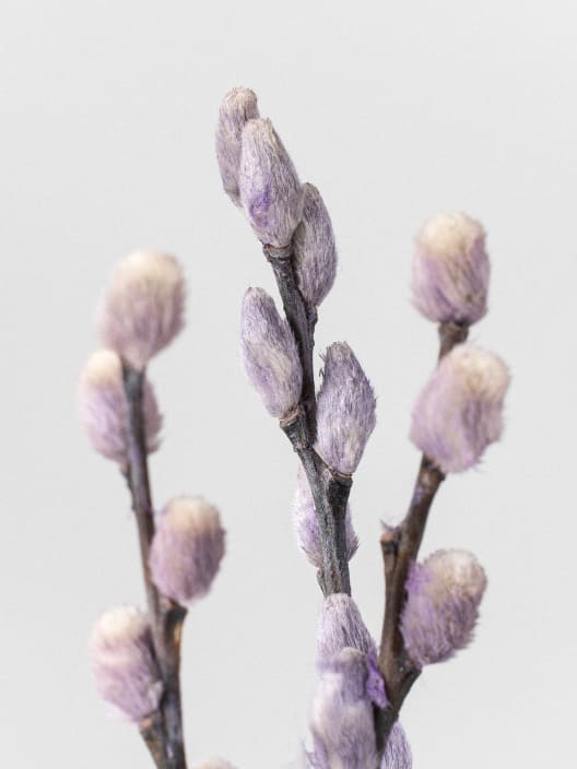 Ramillete Preservado de Salix Snow Flake morado