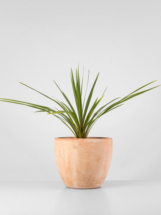 Cordyline indivisa